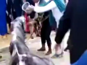 Denuncian al propietario del caballo que murió en la Feria de Abril de Sevilla por no alimentar al animal en todo el día