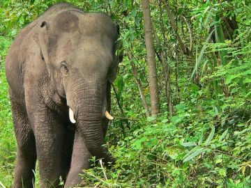 Imagen de un elefante asiático Imagen de un elefante asiático