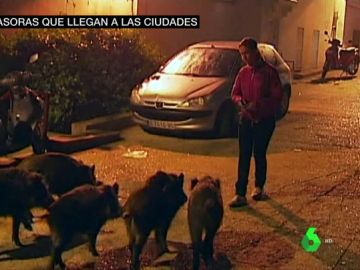 Jabalíes en un pueblo 