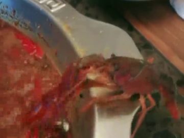 Un cangrejo se arranca su pinza para sobrevivir a una olla hirviendo