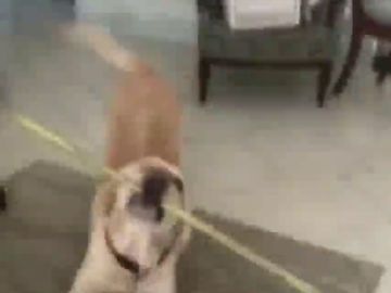 Una mujer no puede entrar en casa y su perro le soluciona el problema Una mujer no puede entrar en casa y su perro le soluciona el problema