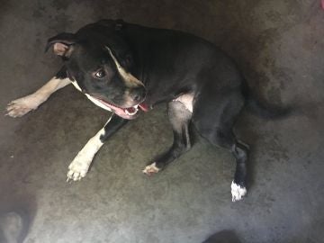 Uno de los pitbull que encerraron con los gatos Uno de los pitbull que encerraron con los gatos