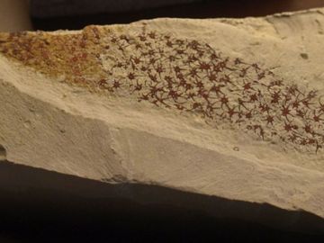 Extraña criatura marina fósil hallada Extraña criatura marina fósil hallada