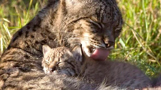Lince Ibérico Lince Ibérico