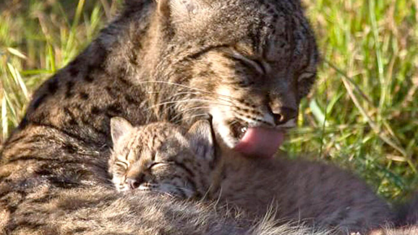 Lince Ib&eacute;rico