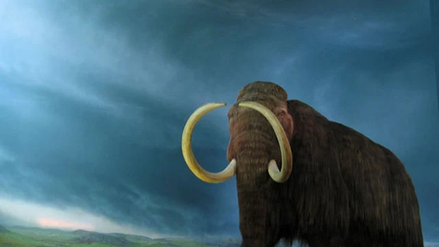 Mamut