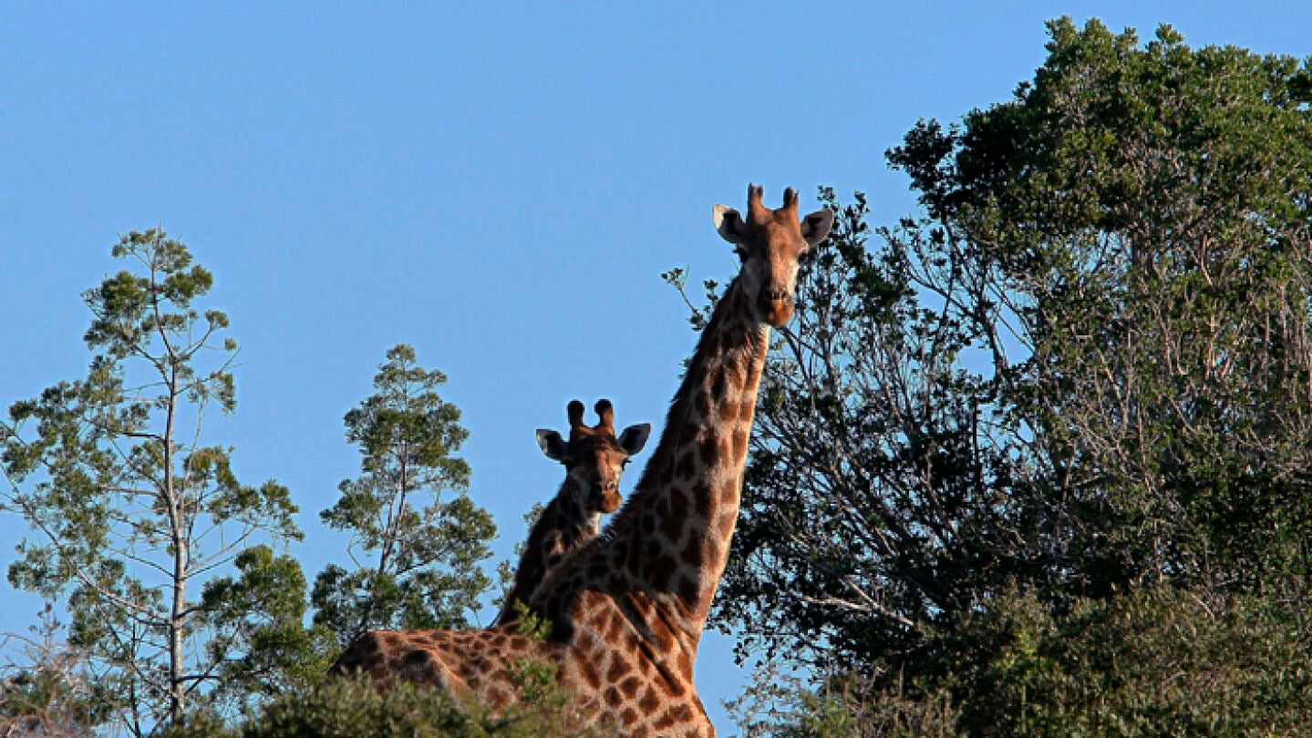 Dos jirafas en una reserva de Sur&aacute;frica