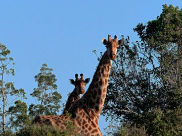 Dos jirafas en una reserva de Suráfrica Dos jirafas en una reserva de Suráfrica