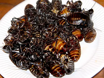 Los insectos tienen alto contenido en nutrientes aunque en algunas culturas causen rechazo Los insectos tienen alto contenido en nutrientes aunque en algunas culturas causen rechazo