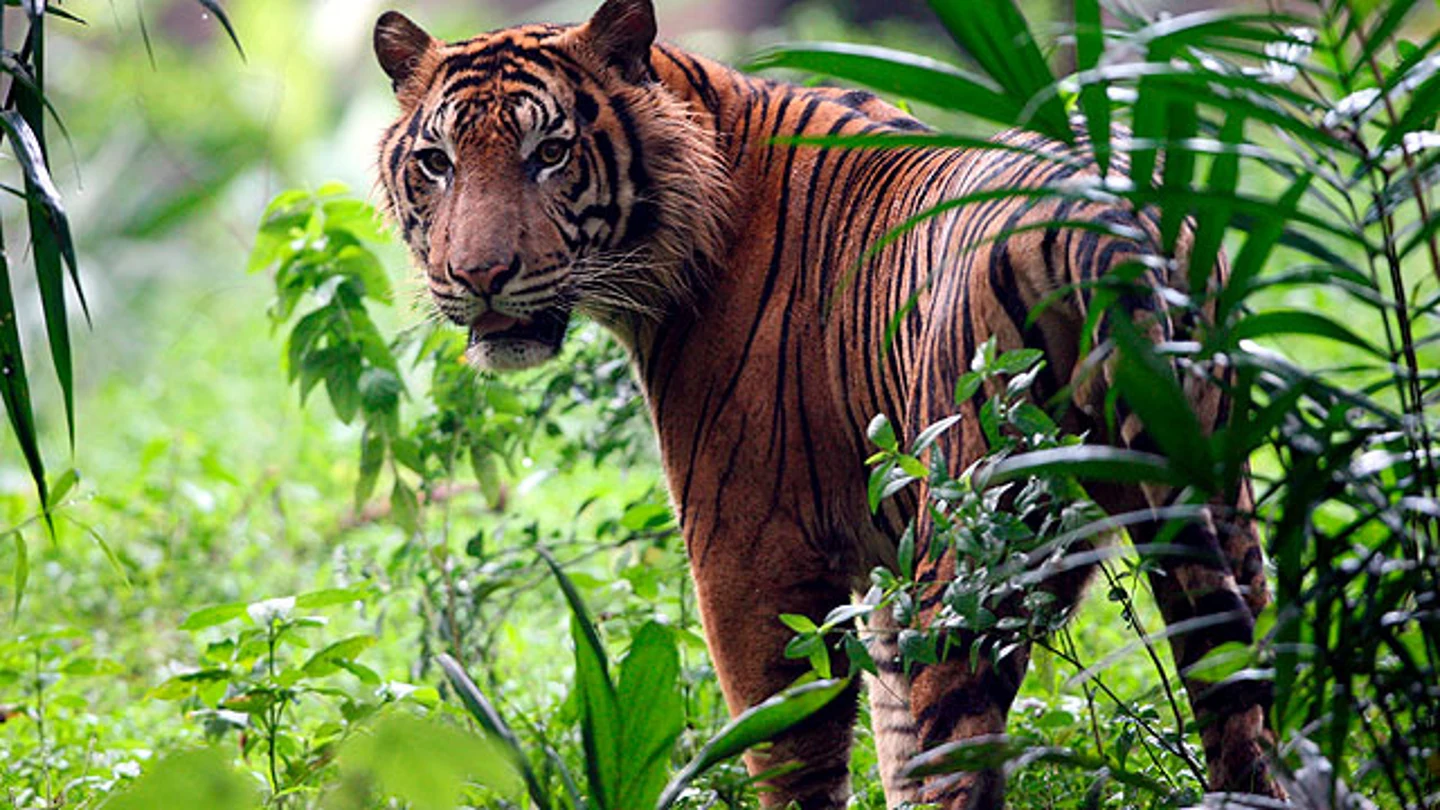 Imagen de archivo de un tigre Imagen de archivo de un tigre