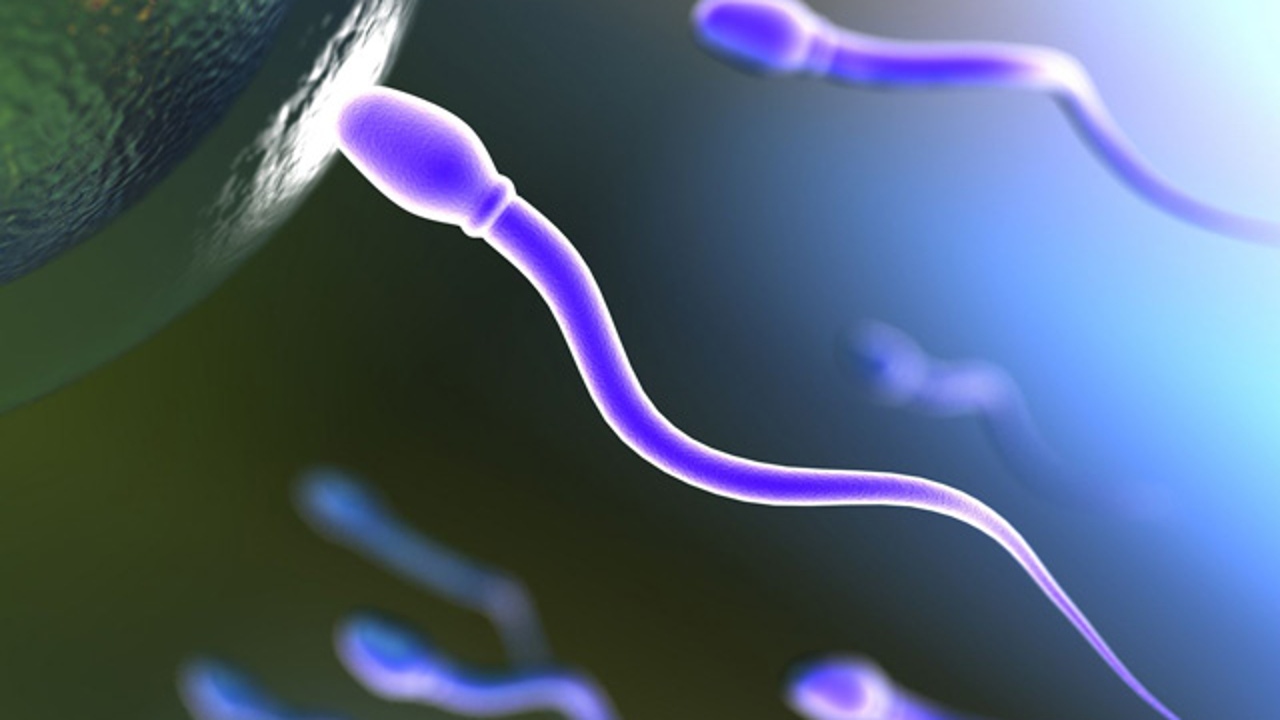 влияние на организм женский мужской спермы фото 78