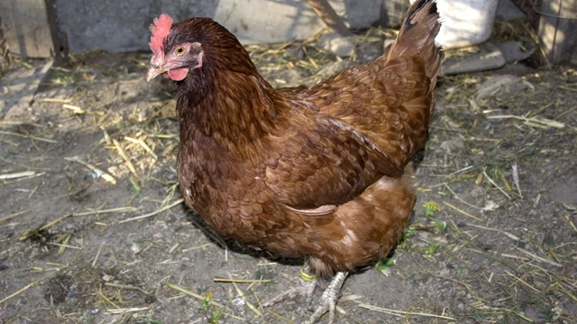 Foto de archivo de una gallina