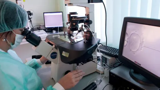 Fecundación in vitro Fecundación in vitro