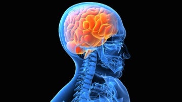El cerebro humano