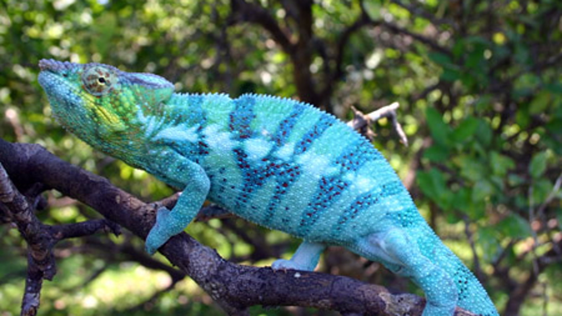 Camaleón azul