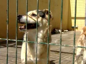 Varios perros en una perrera Varios perros en una perrera