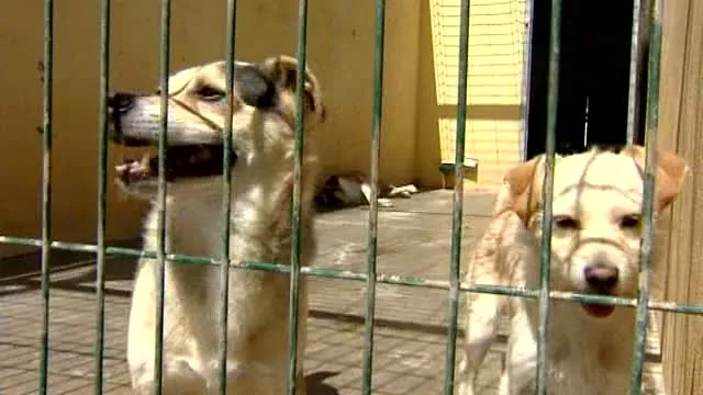 Varios perros en una perrera