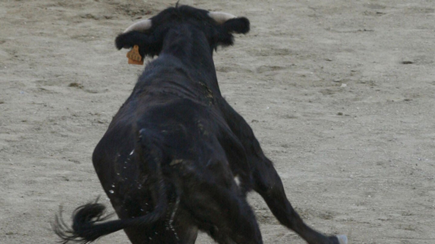 Una vaquilla durante un encierro