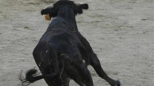 Una vaquilla durante un encierro