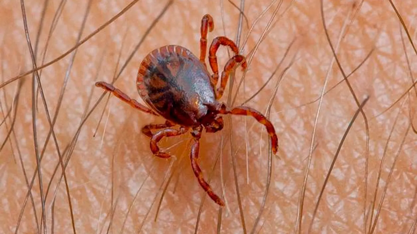 Garrapata Garrapata