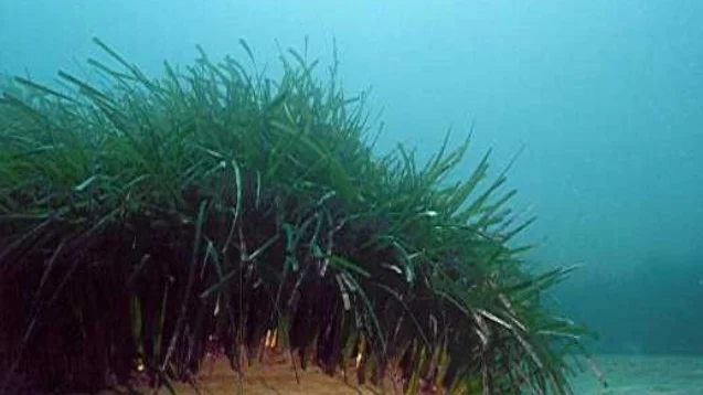 Posidonia