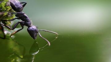 La hormiga admira su reflejo en el agua