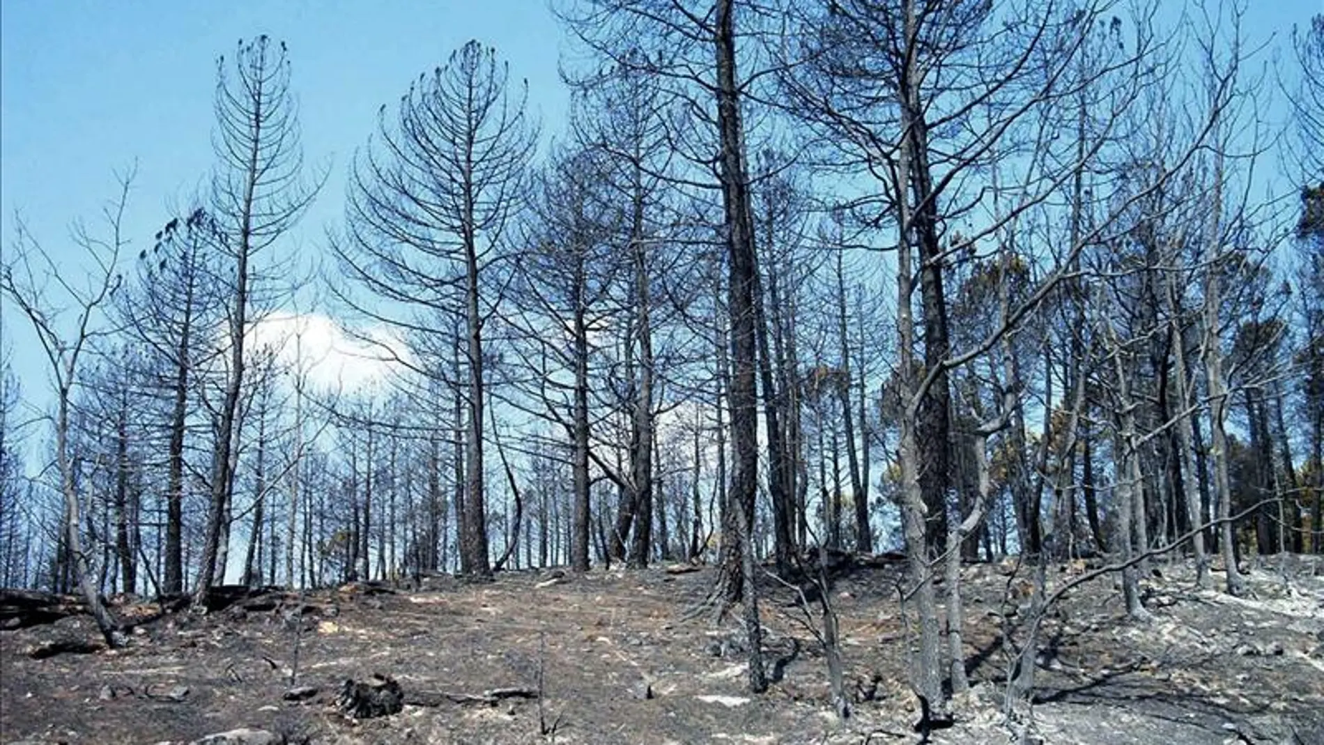 Zona afectada por el incendio declarado en 2005 en Guadalajara