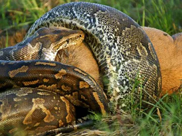 El ñu entra entero en la pitón El ñu entra entero en la pitón