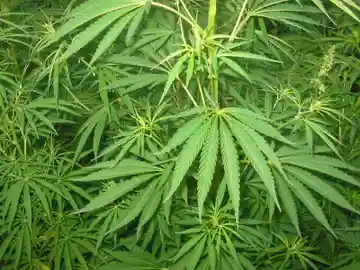 Cannabis Cannabis