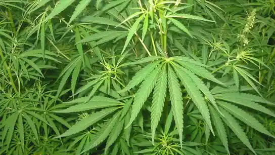 Cannabis Cannabis
