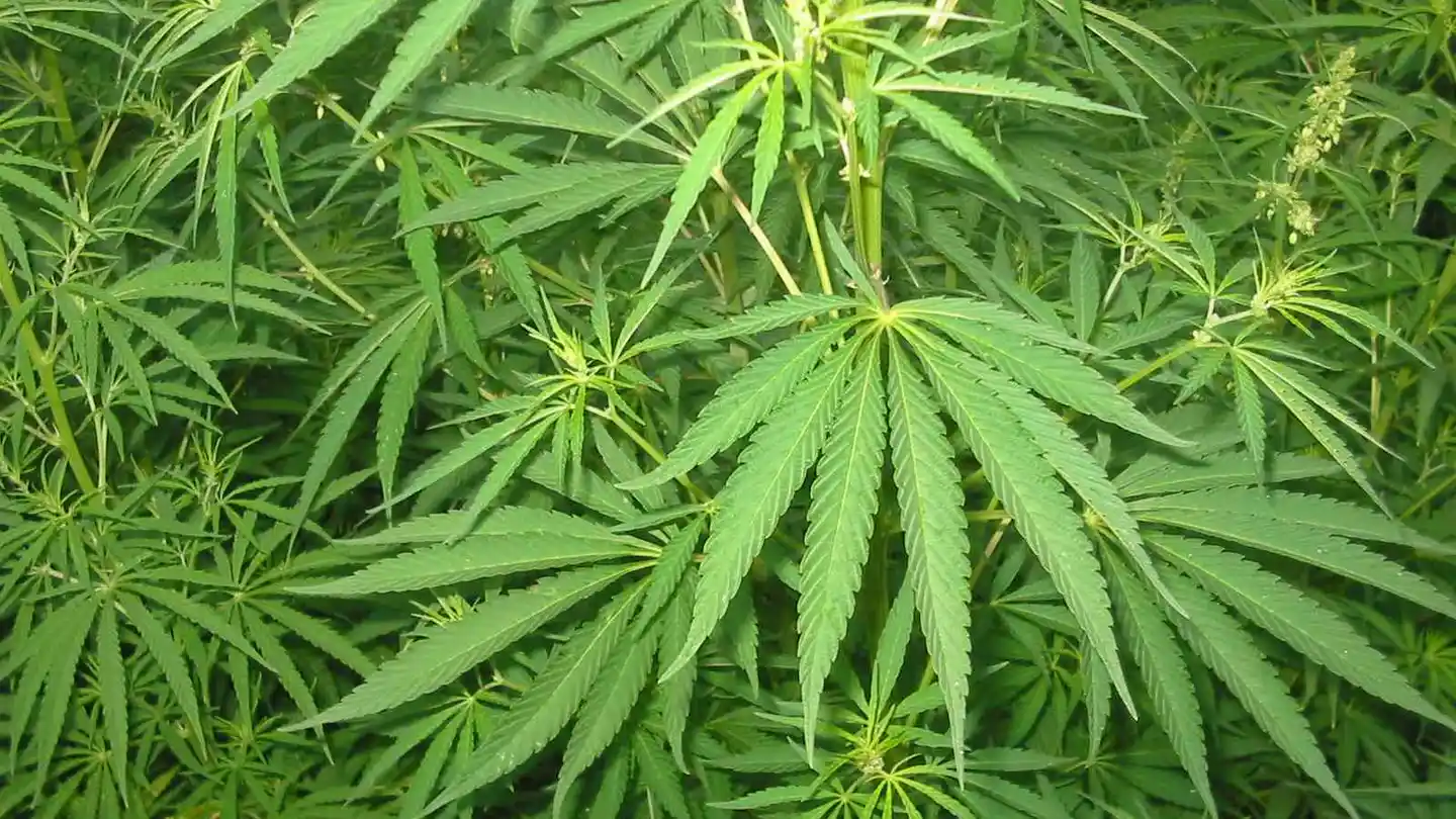 Cannabis Cannabis