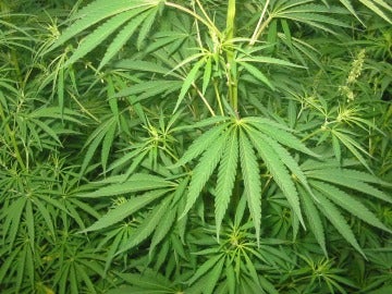 Cannabis Cannabis