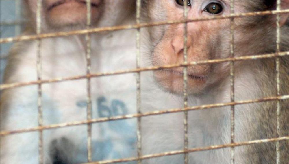 Una nueva ley protegerá a los animales de la experimentación científica.