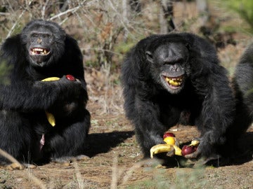 Chimpancés felices con fruta (21-02-2013)