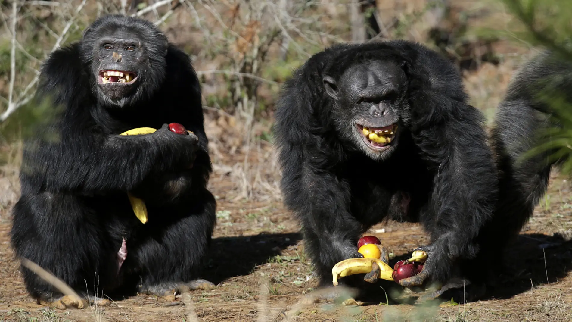 Chimpancés felices con fruta (21-02-2013)