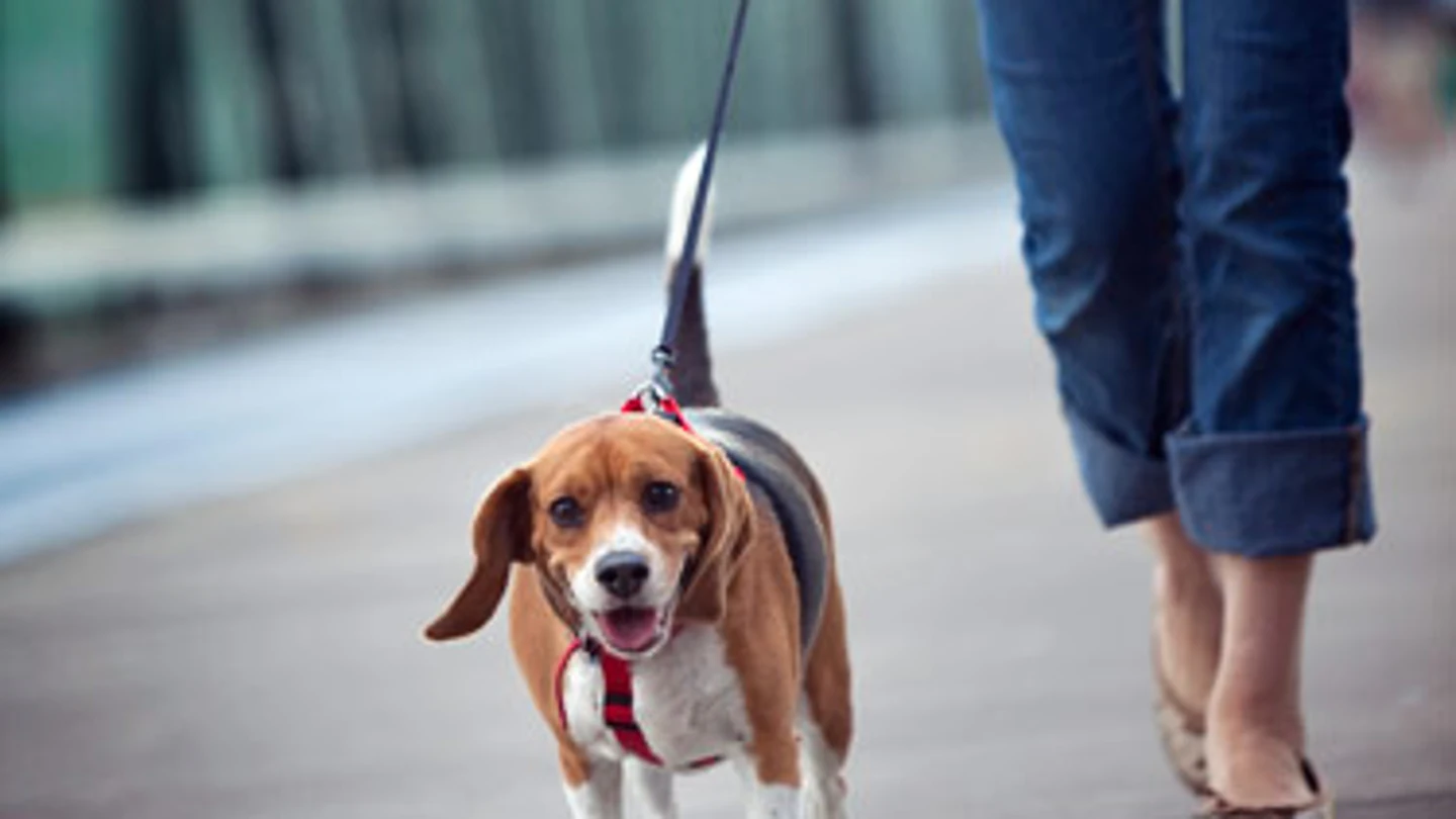 Paseando al perro Paseando al perro