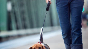 Paseando al perro