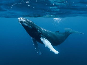 Imagen de una ballena azul Imagen de una ballena azul
