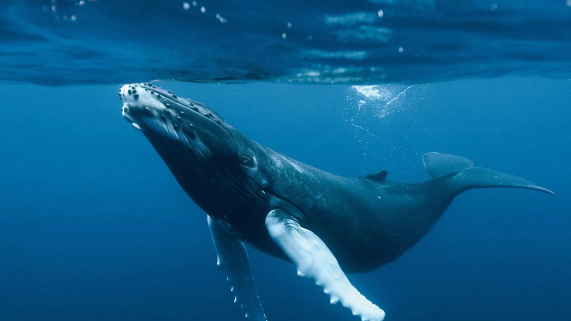 Imagen de una ballena azul