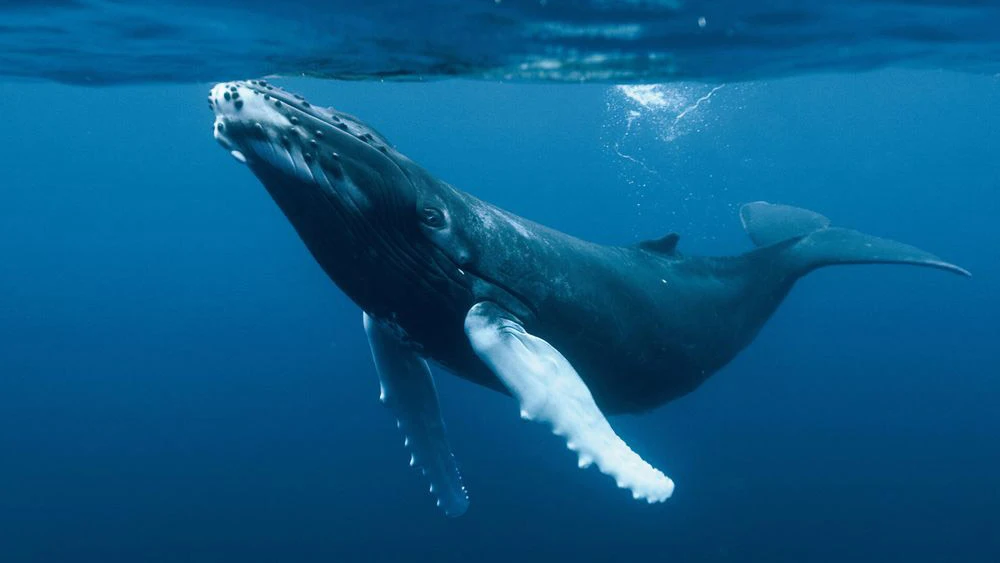 Imagen de una ballena azul