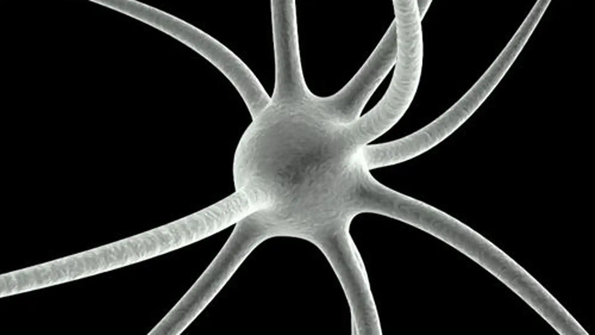 Así es una neurona