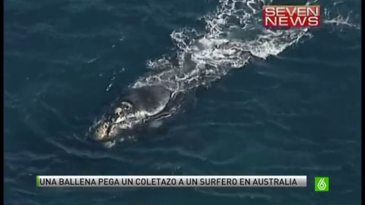 Un surfero en Australia queda herido al sufrir el coletazo de una ballena