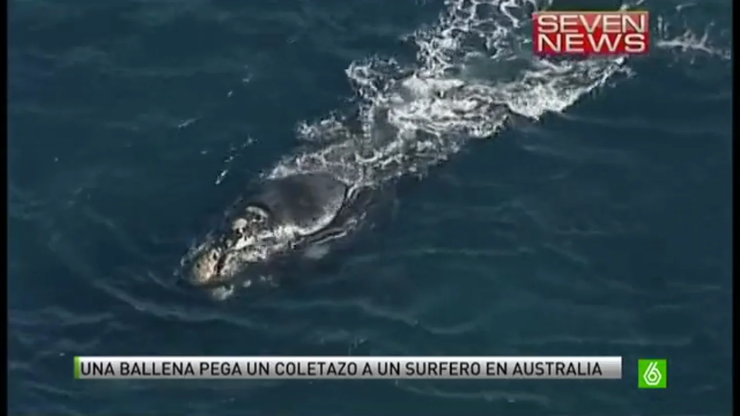 Un surfero en Australia queda herido al sufrir el coletazo de una ballena Un surfero en Australia queda herido al sufrir el coletazo de una ballena