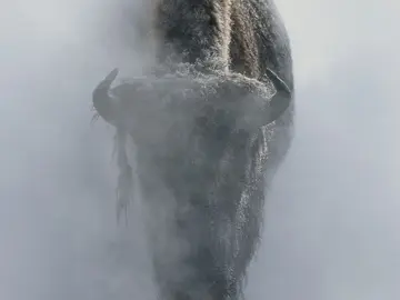 Un bisonte en la niebla en invierno, en el parque nacional de Yellowstone Un bisonte en la niebla en invierno, en el parque nacional de Yellowstone