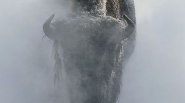 Un bisonte en la niebla en invierno, en el parque nacional de Yellowstone