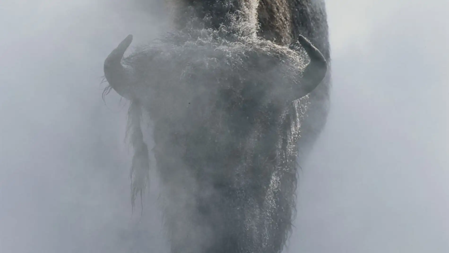 Un bisonte en la niebla en invierno, en el parque nacional de Yellowstone