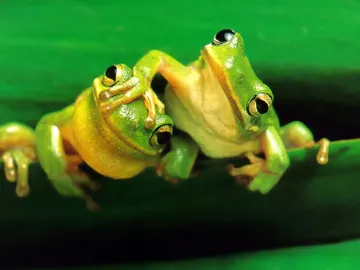 Ranas Ranas