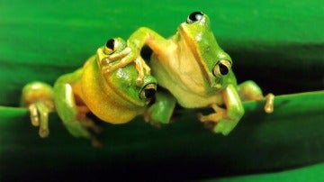 Ranas