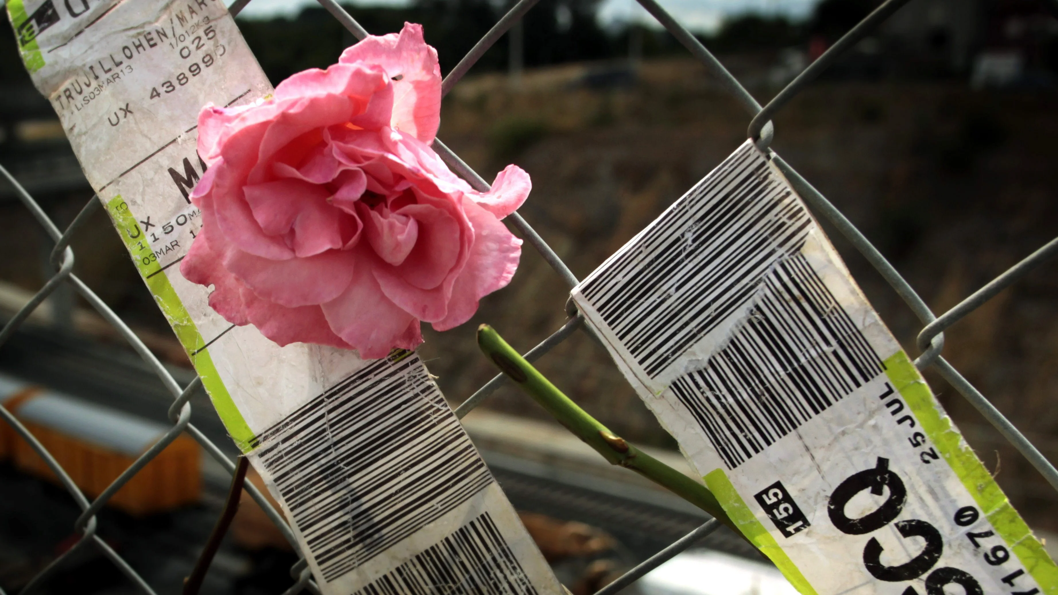 Detalle de una flor colocada en una verja en las inmediaciones de la vía. Detalle de una flor colocada en una verja en las inmediaciones de la vía.