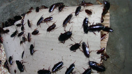 Plaga de cucarachas Plaga de cucarachas